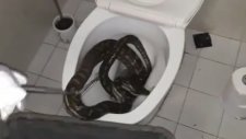 Klozetten Çıkan Piton Yılanı