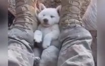 Yavru Köpeği Ayağında Sallayarak Uyutan Mehmetçik