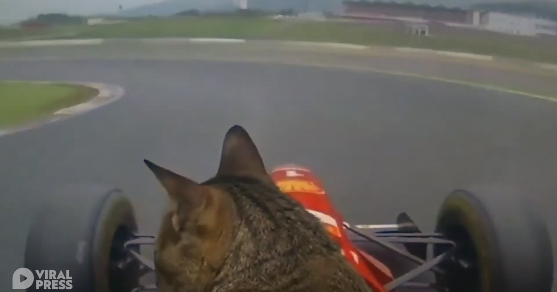 Kedi Formula 1 Aracı Kullanırsa