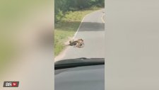 Geyiği Piton Yılanına Yem Olmaktan Kurtaran Adam