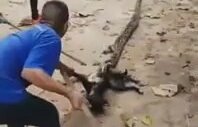 Pitona Yem Olmaktan Kurtarılan Köpek