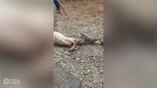 Yediği Keçiyi Kusan Piton Yılanı
