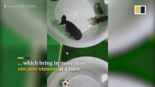 Futbol Oynayan Balıklar