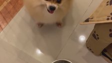 Sahibinin Tasarrufa Gitmesine Sinirlenen Köpek