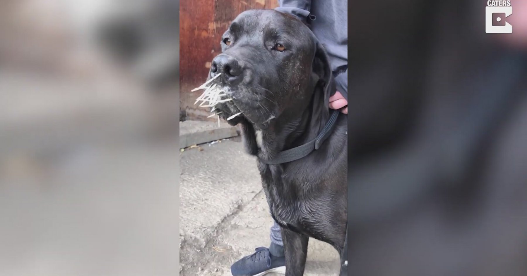 Oklu Kirpinin Saldırısına Uğrayan Köpek
