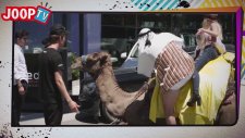 Otoparkta Deve Park Etmek (Kamera Şakası)