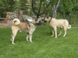 kangal köpekleri