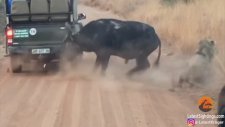 Aslanlardan Kurtulmak İsterken Safari Aracına Çarpan Bufalo