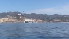 Kanodaki Kadınların Dev Balina Tarafından Yutulmaktan Son Anda Kurtulması