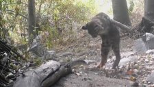 Vaşak ile Çıngıraklı Yılanın Nefes Kesen Kavgası