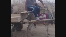 At Arabasına El Freni Takmak