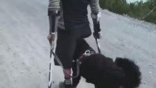 Engelli Sahibine Destek Olan Köpek