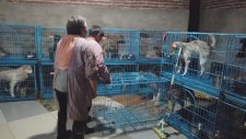 Evinde 1300 Köpekle Yaşayan Çinli Kadın