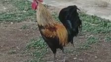 Bayılana Kadar Öten Denizli Horozu