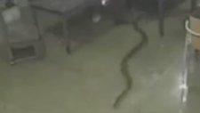 Su Basan Evde Gezen Kral Kobra