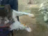 sibirya kurdu vs kedi
