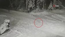 Rusya’da Kahraman Köpek 10 Yaşındaki Çocuğu Kurt Saldırısından Kurtardı
