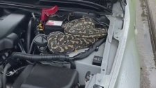 Arabanın Motoruna Çöreklenen Piton Yılanı