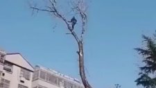 Ağaç Budarken Ölümden Dönen Adam