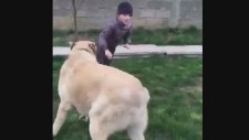 Kangal ile Rus Çocuğun Güreşi