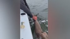 Okyanusta Bitkin Düşen Kanguruyu Böyle Kurtardılar