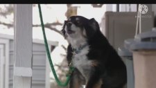 Amerika'da Bir Köpeğe 5 Milyon Dolar Miras Kaldı