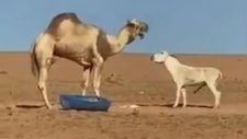 Deveye Sataştığına Pişman Olan Eşek