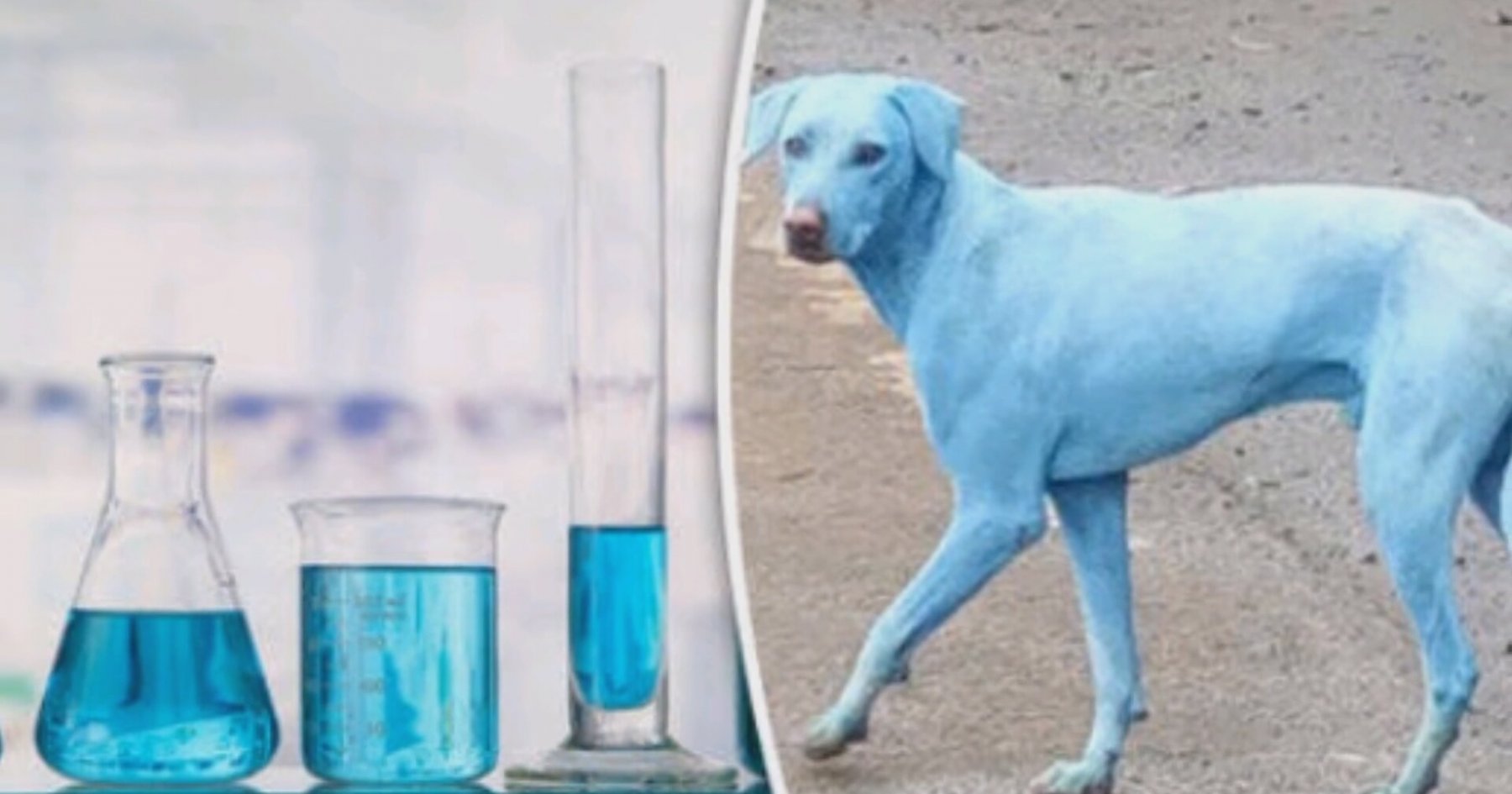 köpek sürüsü