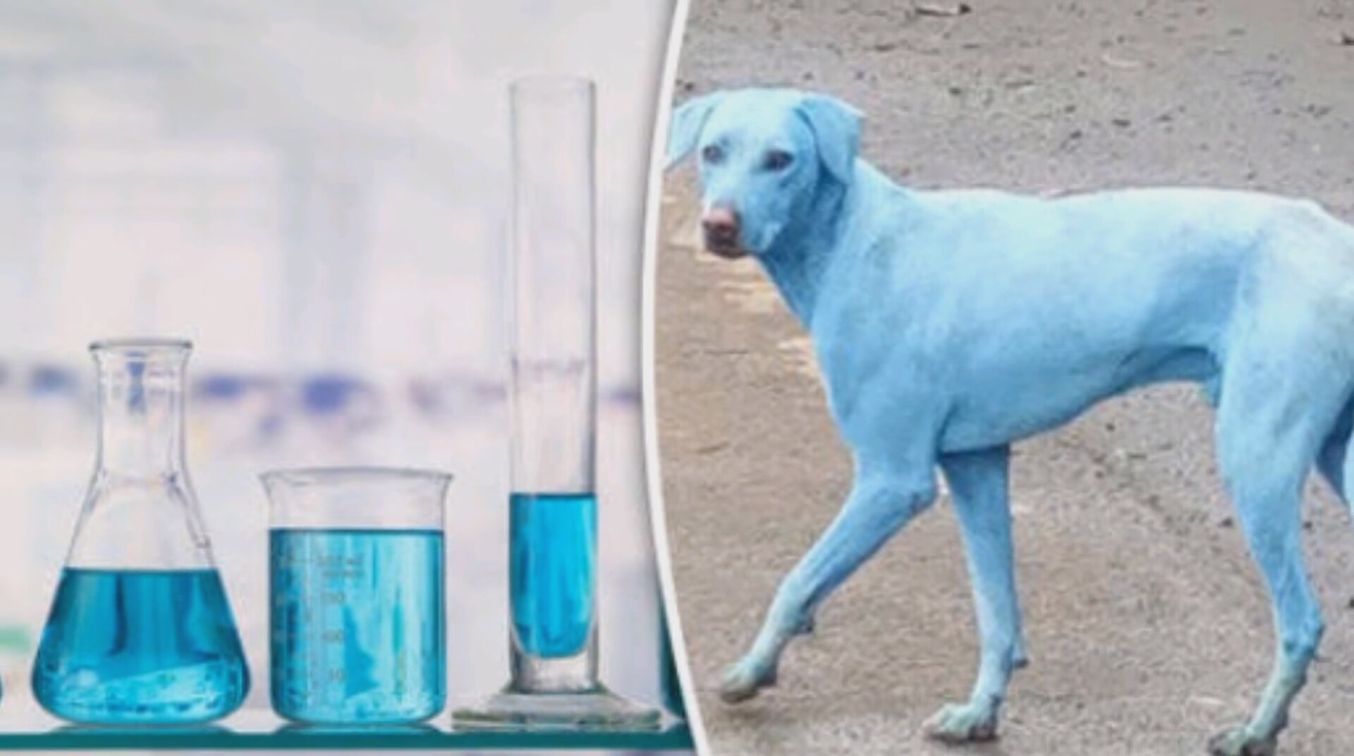 Почему собака синяя. Голубая собака. Синяя собака. Голубая собака порода. Покрашенные собаки.