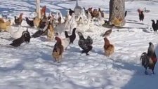 Soğuk Havayı Görünce Dışarıya Çıkmaktan Vazgeçen Tavuklar