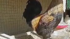 Öterken Bayılan Denizli Horozu