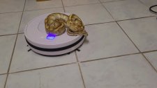 Robot Süpürgenin Üzerinde Keyfine Bakan Piton Yılanı