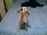 Şarkı Söyleyen Köpek :))