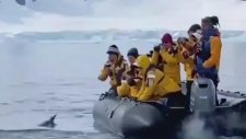 Katil Balinadan Kaçarken Turistlerin Botuna Sığınan Penguen