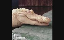albino croco