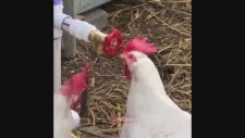 Su Vanasına Kafayı Takan Tavuklar