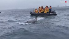 Bottaki Turistlere Adrenalin Yaşatan Katil Balina