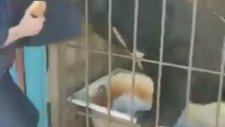 Ayının Elinden Son Anda Kurtulan Adam