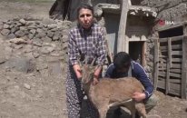 Günlerce Baktıkları Dağ Keçisine, Gözyaşlarıyla Veda Ettiler
