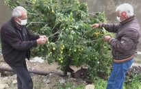 Mersin´de Dolu Yağışı Etkili Oldu