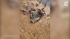 Tarantulanın Tüyler Ürperten Kabuk Değiştirme Anı