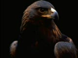 Aslan Yardım Saçıma Kar Yağdı