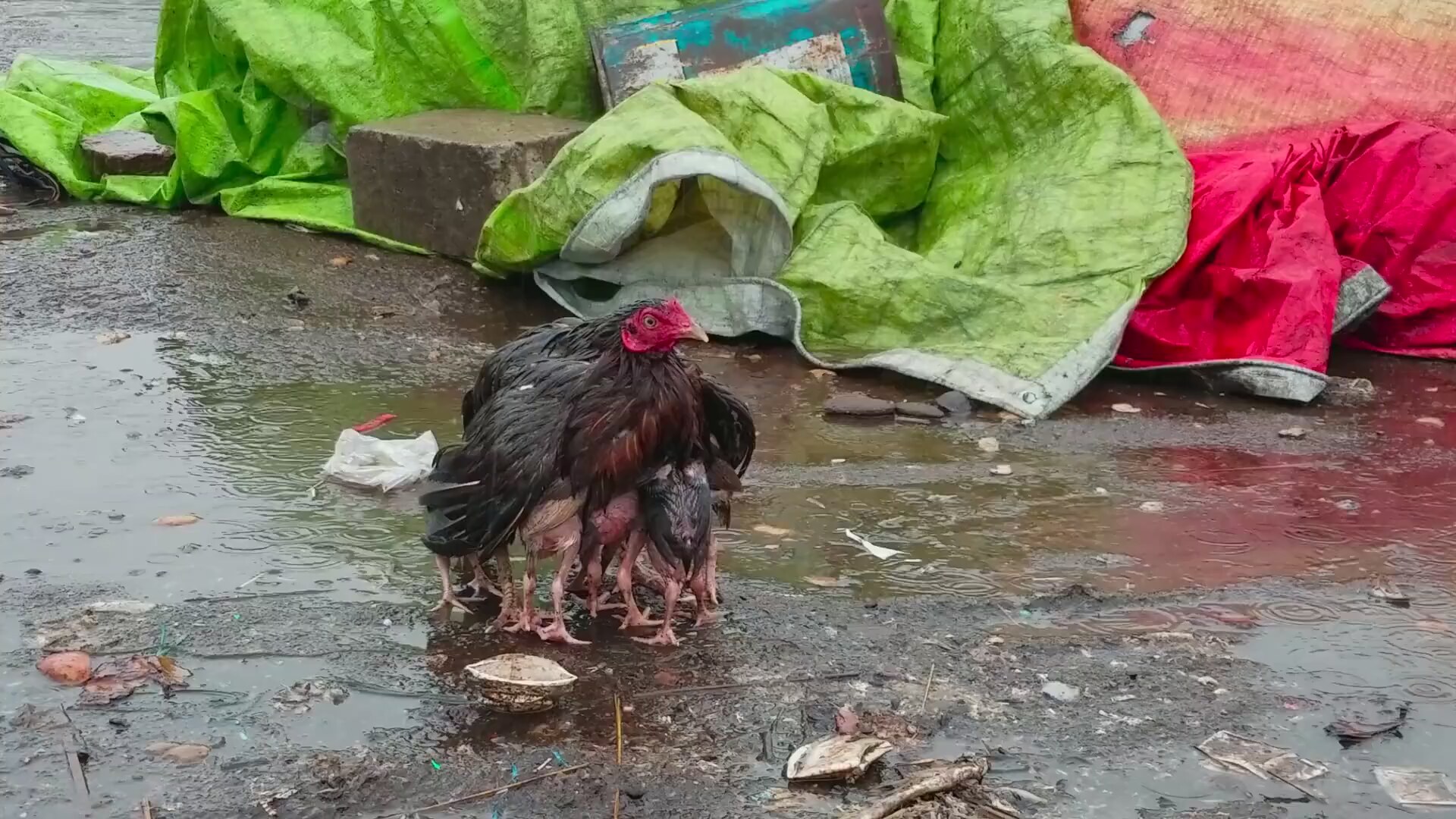 Мокрая курица