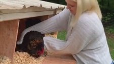 Yumurtasını Vermek İstemeyen Kızgın Tavuk