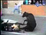 Çarpışan Boğalar Çok Fecii!!