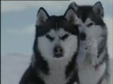 husky