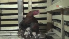 Bu Horoz Civcivlere Hem Annelik Hem Babalık Yapıyor