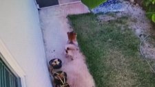 Kral Kobra Saldırısından Son Anda Kurtulan Köpek