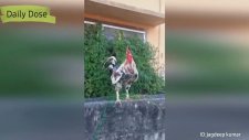 İlginç Şekilde Öten Horoz