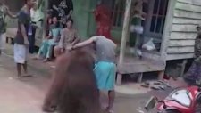 Endonezya'da Köye İnen Orangutan